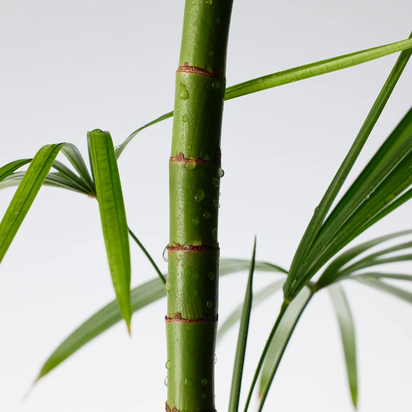 Mighty Bamboo Panthenol Cream product view